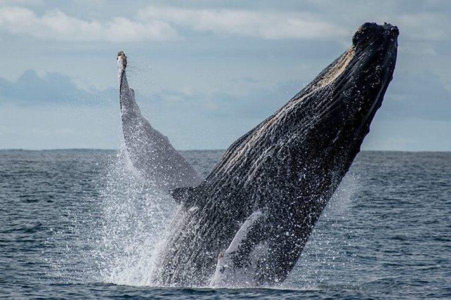 Balenat me gungë shfaqen në bregun e Paqësorit të Kolumbisë - Tërheqin mijëra turistë