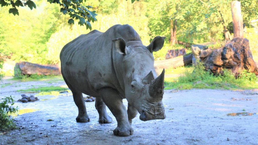 Rinoceronti godet për vdekje kujdestaren e tij në kopshtin zoologjik, plagos rëndë një tjetër
