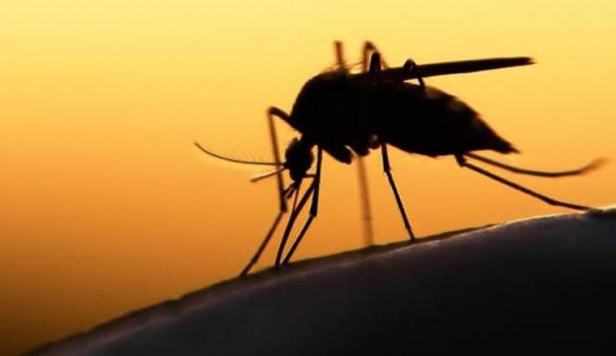 Mushkonja e malaries rishfaqet në Itali pas 50 vitesh
