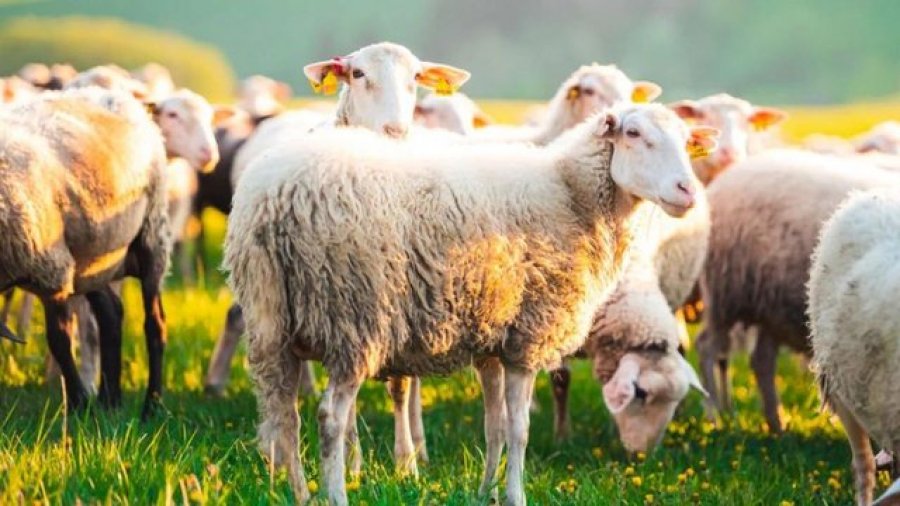Ndodh në Greqi! Tufa e deleve futet brenda serës dhe konsumon 100 kg hashash