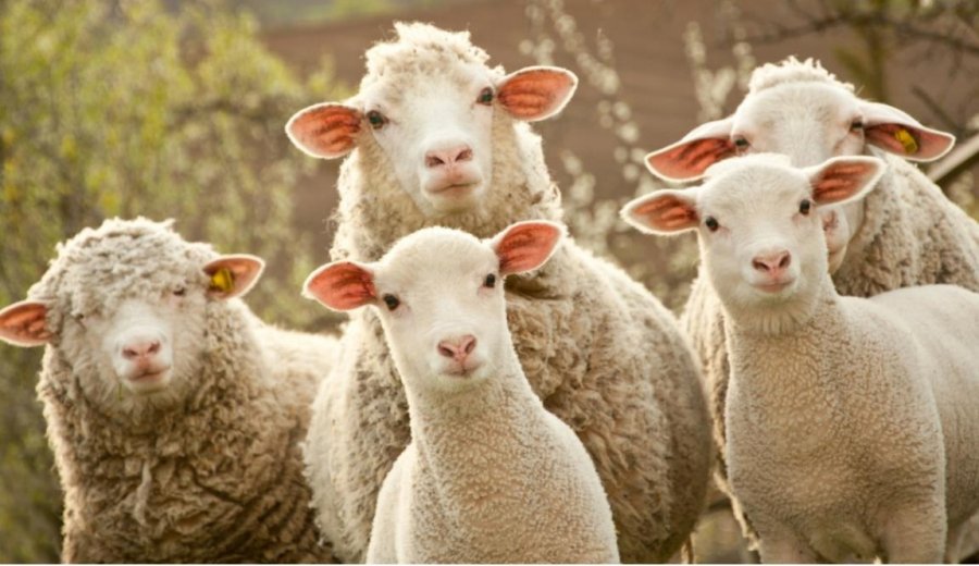 Përmbytjet në Volos, delet hanë 300 kg kanabis dhe nisin e kërcejnë
