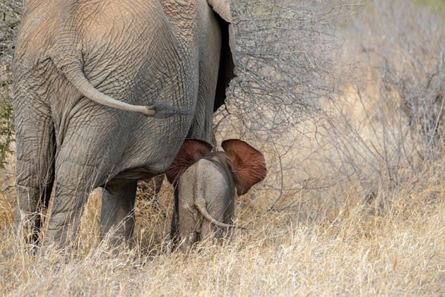 10 fakte të çuditshme që nuk i keni ditur kurrë për elefantët