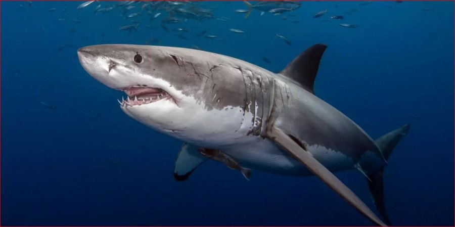 5 fakte argëtuese për peshkaqenët