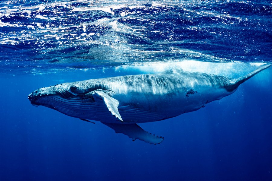 Rikthehet loja vdekjeprurëse 'Balena Blu', humb jetën 35-vjeçari