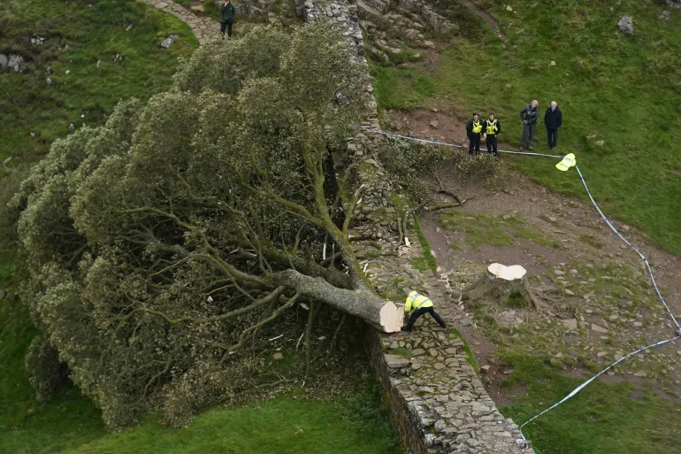 Ditë e trishtuar për Britaninë e Madhe, 16 vjeçari preu pemën ikonë 200 vjeçare 