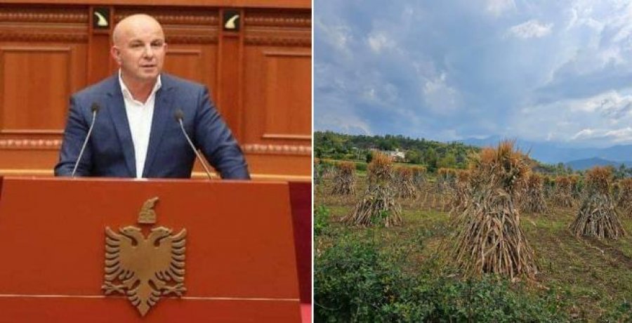 'Prodhimi është me humbje', Lefter Gështenja: Bujqësia në qarkun e Elbasanit ka falimentuar!