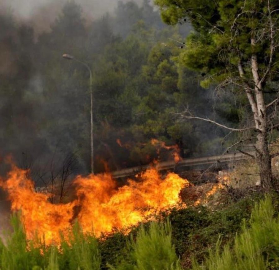 Vazhdon të digjet nga zjarri, pylli i Pishporos në Fier