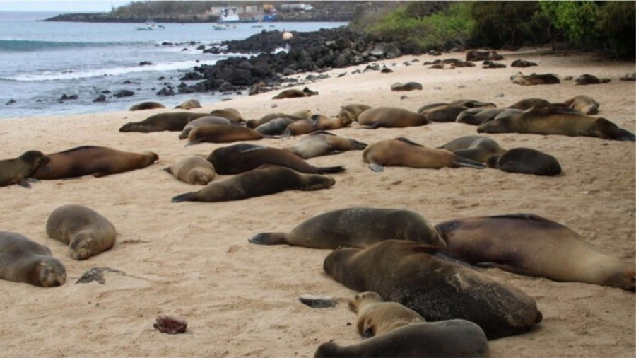 Gjenden të ngordhur 400 luanë deti dhe foka në Uruguai