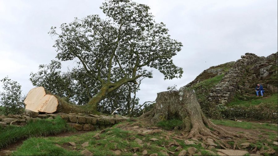 Preu pemën e famshme 200-vjeçare, arrestohet 16-vjeçari