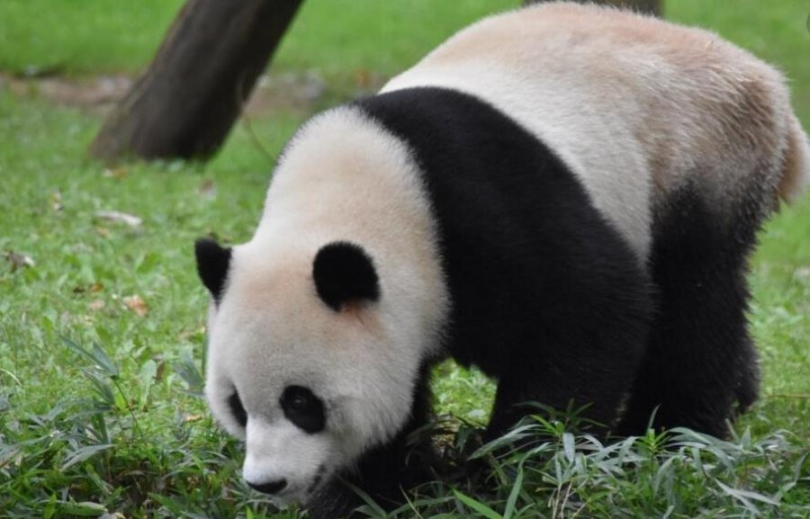 Kopshti zoologjik i jep lamtumirën pandave