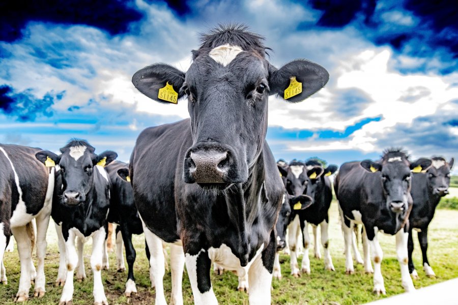 Qumështi i lopës mbetet më i shtrenjti në Europë, rriten 33% importet që nga janari