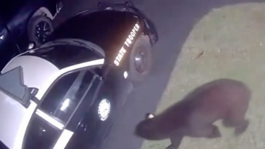Ariu kapet në kamera në tentativë të hyjë brenda makinës së policisë
