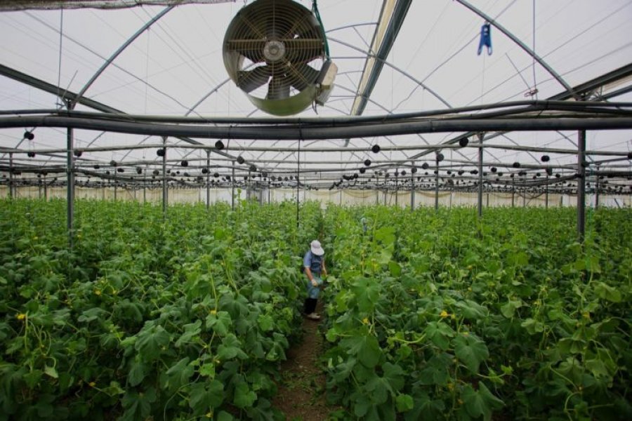 Rënia e bujqësisë dhe industrisë rrezikon 54% të të punësuarve në vend në sektorin privat