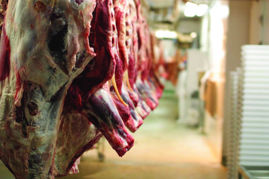 Prodhimi vendas nuk mjafton, importet e kafshëve të gjalla për mish u rritën me 62% në janar-mars