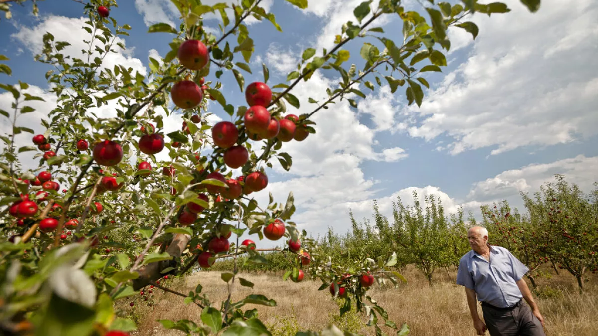 Fermerët e frutave në BE të shqetësuar, ngricat jashtë stine po kërcënojnë prodhimin