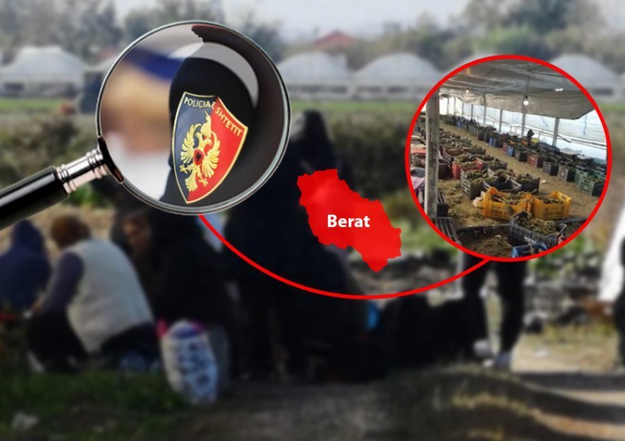Serat me kanabis në Berat/ Policia operacion në Malësinë e Madhe, 6 të arrestuar