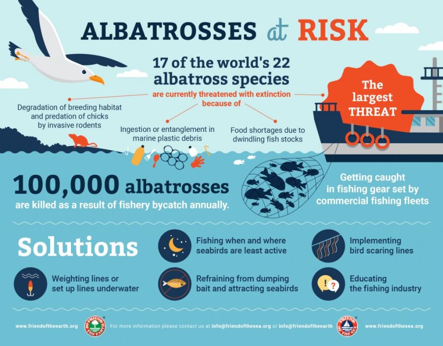 Albatrosët, endacakë jetëgjatë të oqeanit