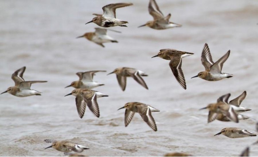 Ndryshimet klimatike po i ndalojnë zogjtë të migrojnë