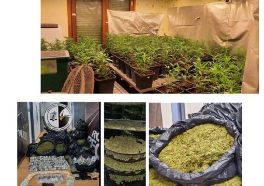 Raporti i antidrogës greke: Bie transporti i marijuanës nga Shqipëria