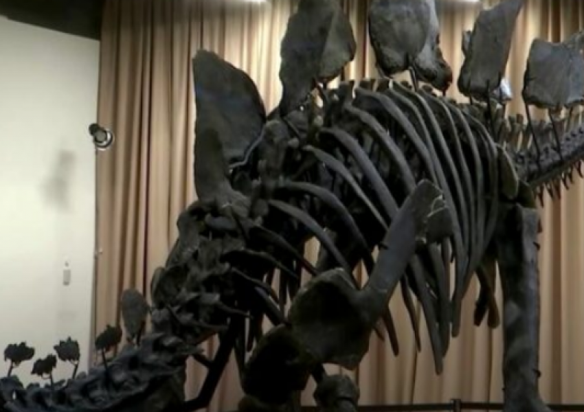 New York, ekspozohet skeleti i plotë i një dinozauri, u ble 44,6 milionë dollarë