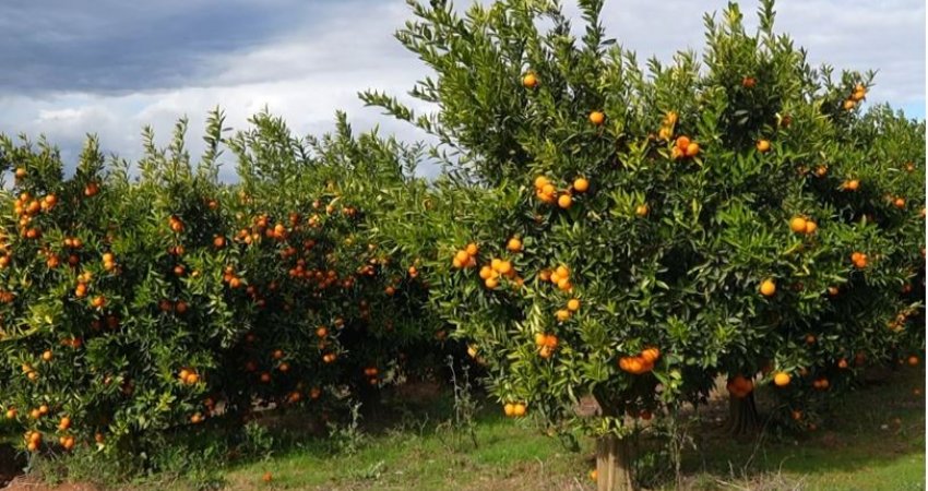 Bllokohen mandarinat shqiptare/ Disa vende të BE-së i kthejnë në kufi: Nivele të larta të pesticideve! 