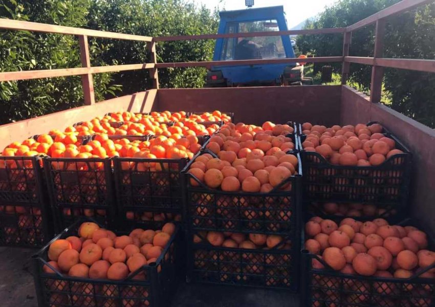 Kroacia konstaton të tjera ngarkesa me mandarina shqiptare me pesticide