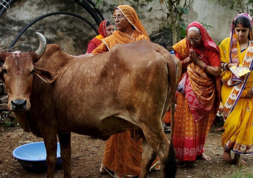 Lopa është e shenjtë për indianët, ja arsyeja
