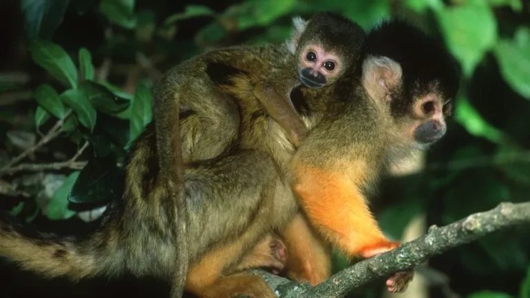 Vodhi 14 majmunë në listën e kuqe të specieve në rrezik zhdukje, i riu francez rrezikon 7 vite burg