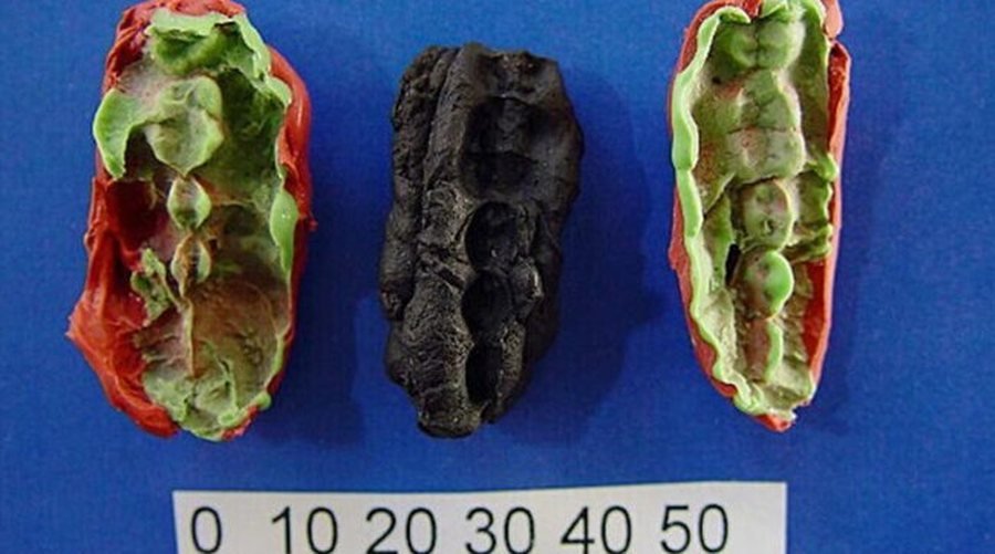 Zbulohen 3 çamçakëzat më të vjetër në histori, janë përtypur 10 mijë vjet më parë