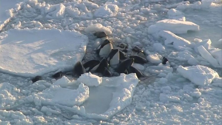 Orkat e bllokuara pranë Japonisë arrijnë ta çajnë akullin e të shpëtojnë