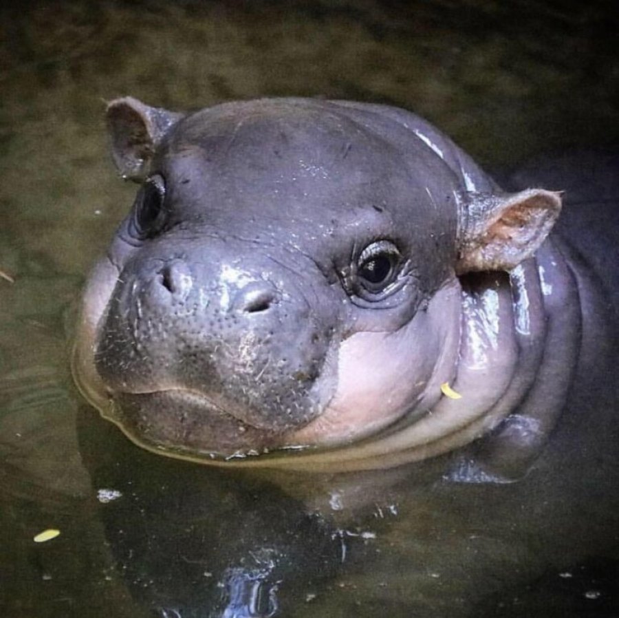 15 shkurt Dita Botërore e Hipopotamëve