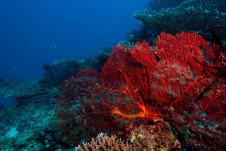 Barrierat koralore zënë sipërfaqe në Tokë më shumë nga ç’mund ta imagjinonim