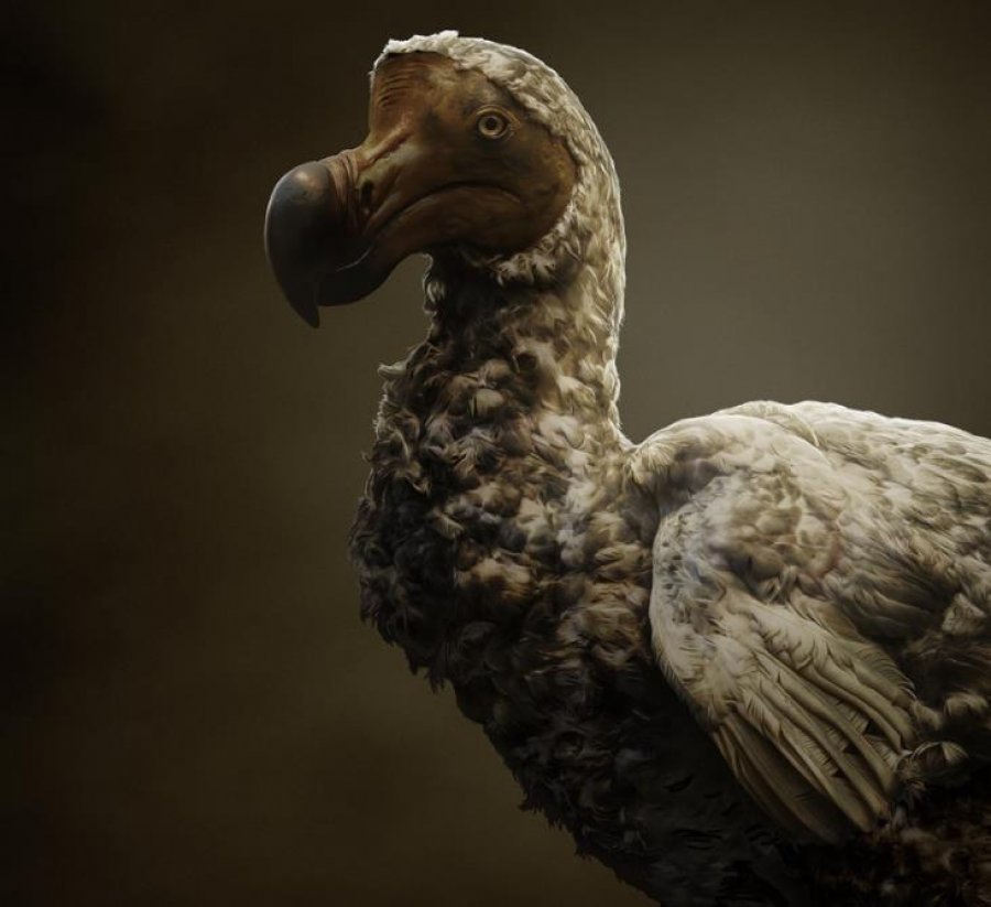 Shkencëtarët bëjnë progres për të rikthyer në jetë zogun e zhdukur