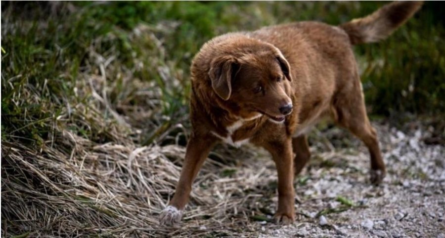 Bobby humb rekordin për qenin më të vjetër në botë