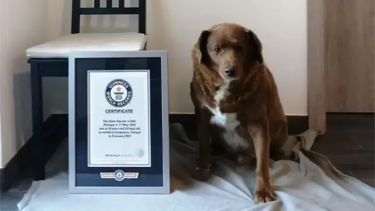 Qenit më të vjetër në botë i hiqet çmimi i rekordit Gines. Dyshohet se pronari manipuloi për…