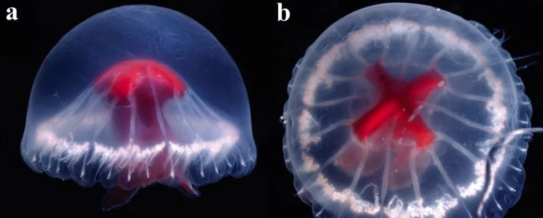 Shkencëtarët zbulojnë specie të reja misterioze të meduzës në një vend të largët në Japoni