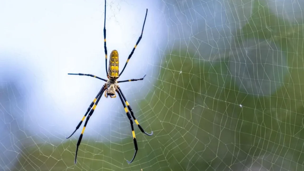 Po përhapet me shpejtësi të madhe, merimanga pushtuese Joro tolerante ndaj mjediseve urbane të ngarkuara