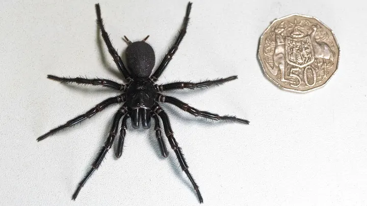 Zbulohet në Australi mashkulli më i madh i merimangës më helmuese në botë