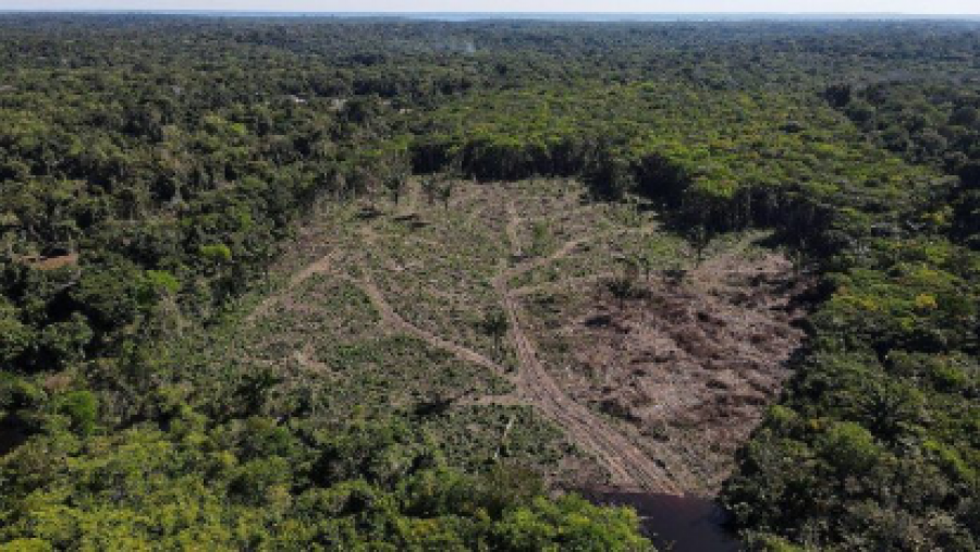 Shpyllëzimi në Amazonë ra me 50% në vitin 2023
