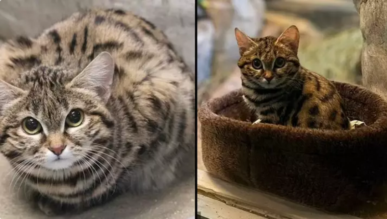 Macja ‘më vrasëse në botë’ vendoset në shtëpinë e saj të re