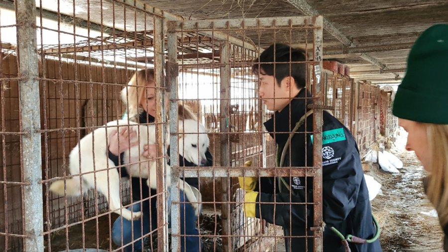 9 ndër 10 jugkoreanë thonë se nuk do të hanë mish qeni - Sondazhi