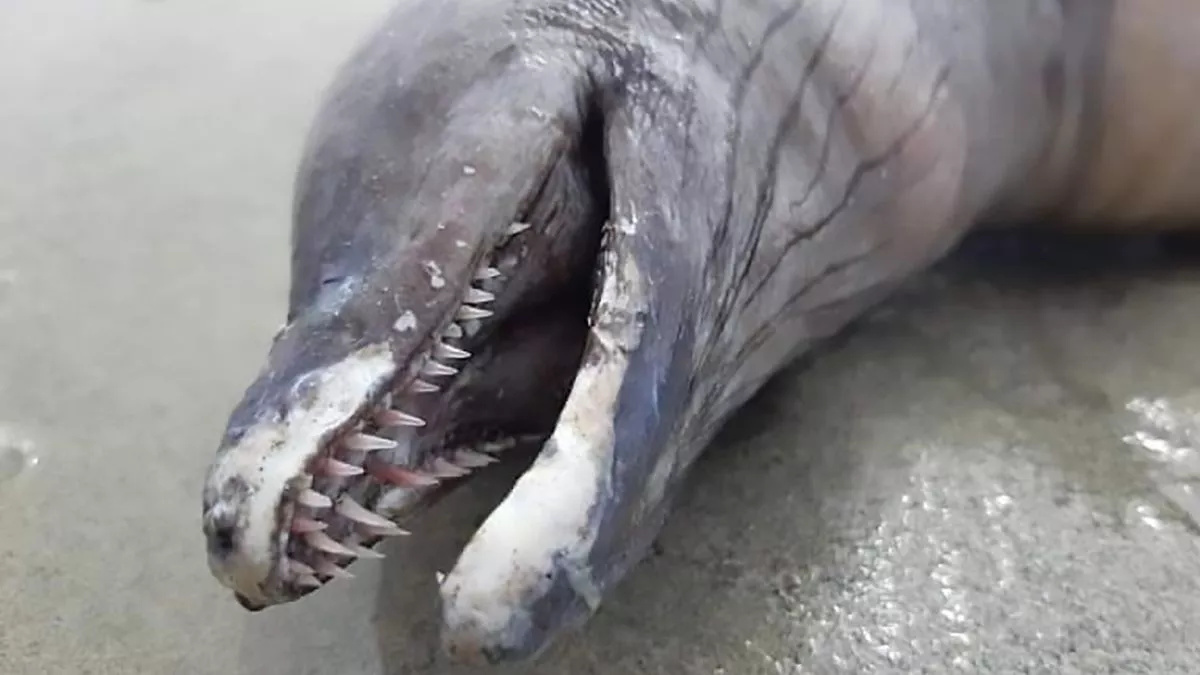 Krijesa tmerruese pa sy, me ‘kokë delfini’ del në breg nga thellësitë në plazhin në Meksikë