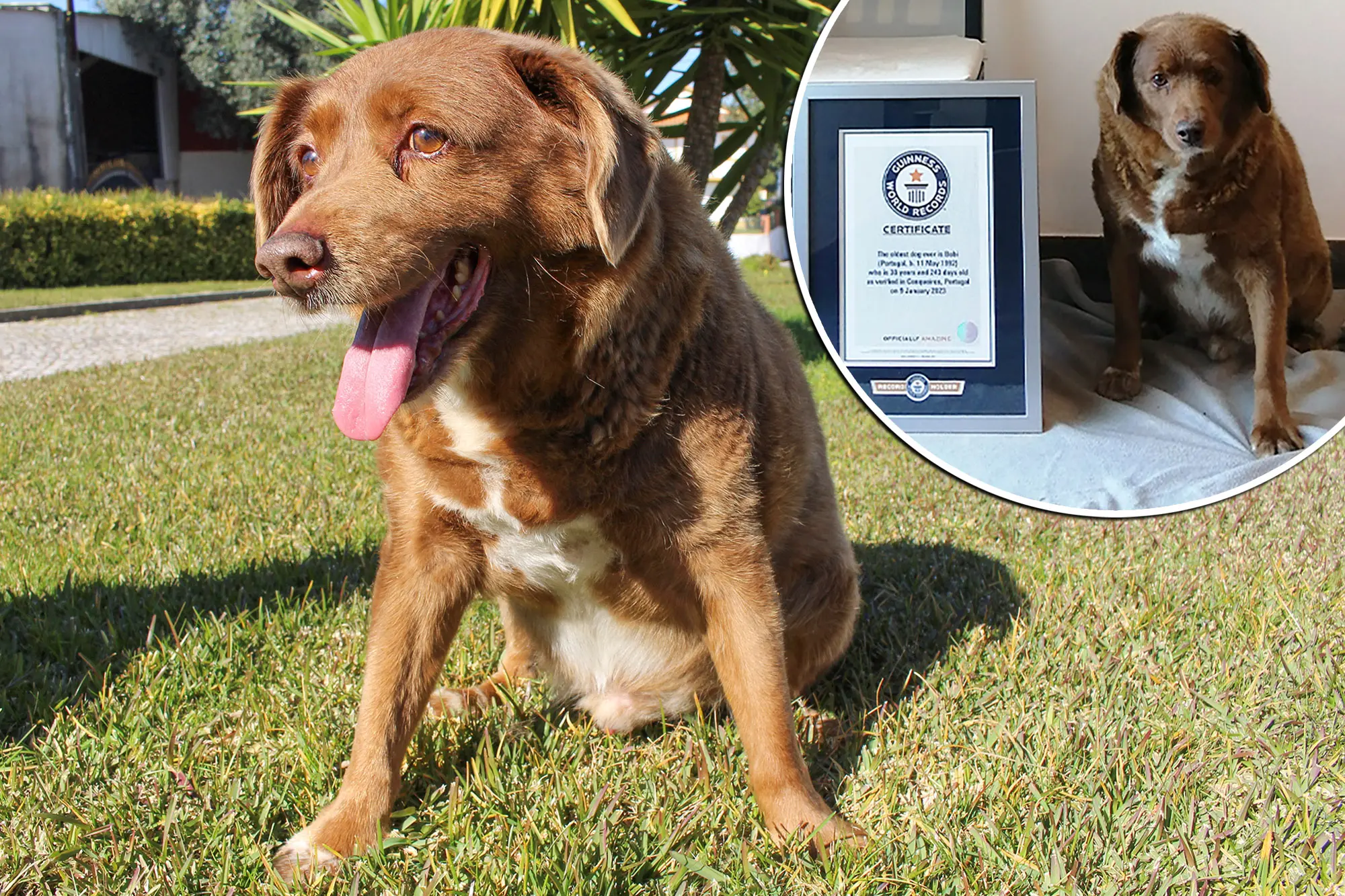 A ishte qeni më i vjetër në botë, një mashtrim? Rekordet Botërore Guinness pezullojnë titullin dhe nisin hetimin