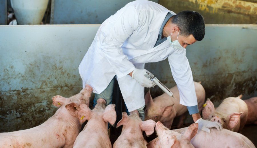 Murtaja afrikane, Shqipëria ndalon importin e derrave dhe pulave
