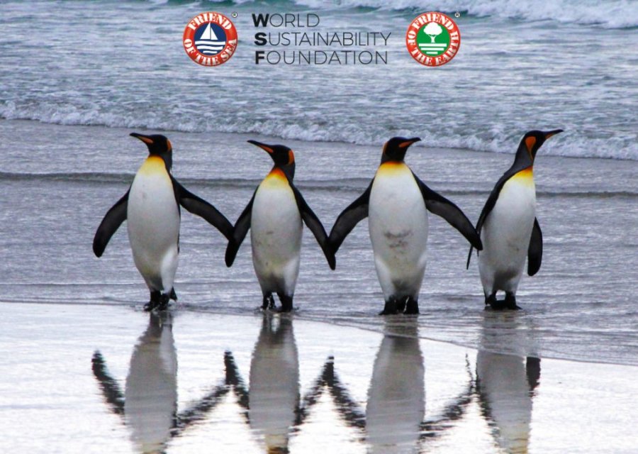 Dita Botërore e Pinguinëve, ja pesë fakte magjepsëse që nuk i dinim deri tani