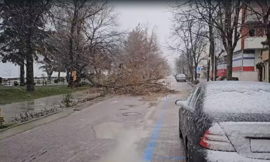 VIDEO/ Era e fortë rrëzon një pemë në shëtitoren e Pogradecit