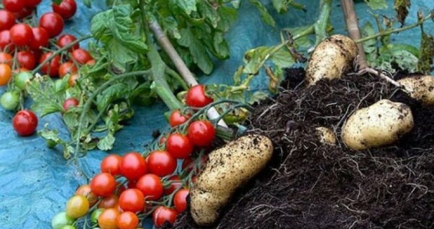 Mbi 18 milionë euro vlera e domateve dhe patateve të importuara nga Kosova