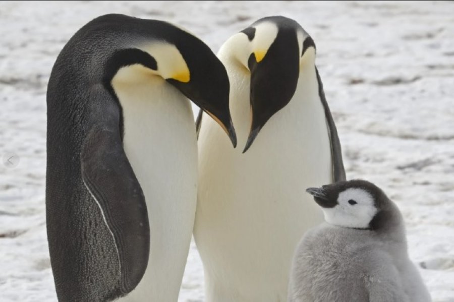 Shkencëtarët zbulojnë koloni të panjohura të pinguinëve perandorë në Antarktidë
