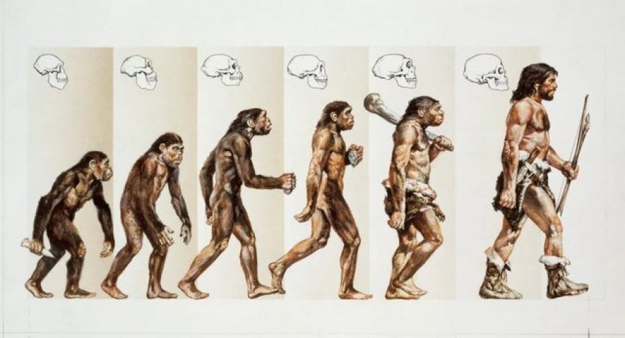 Antropologji, si e humbën njerëzit bishtin e tyre gjatë evolucionit?