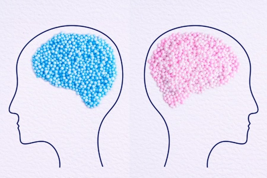 A është truri i mashkullit dhe i femrës i ndryshëm?